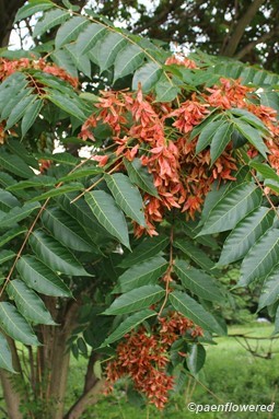 Branch showing leaves and fruit clusters