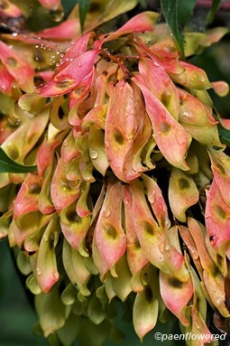 Ripe fruit