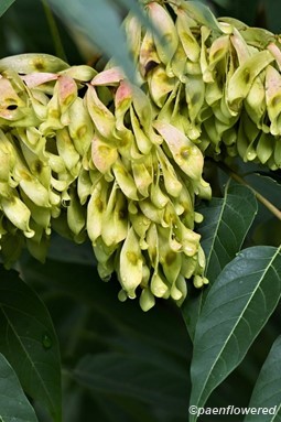 Plant in fruit