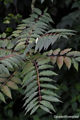 Pinnately compound leaves