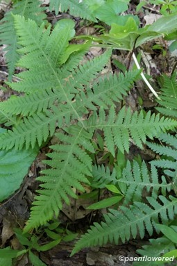 Young frond