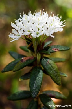Inflorescence & leaves