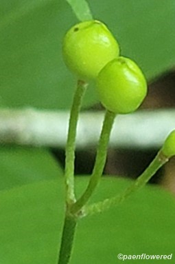 Developing fruit