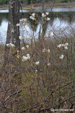 Amelanchier