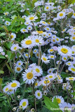 Plants in flower