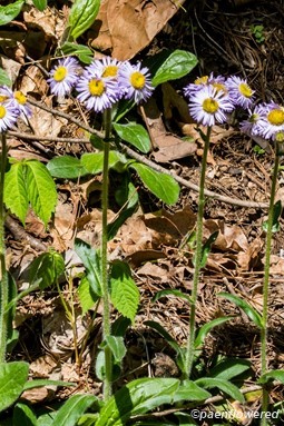 Plants in flower