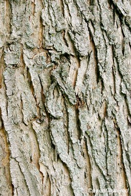 Mature bark