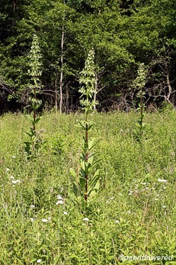 Plant form and habitat