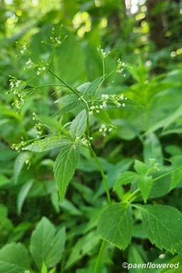 Plant in flower