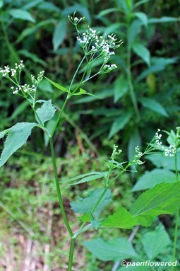 Plant in flower