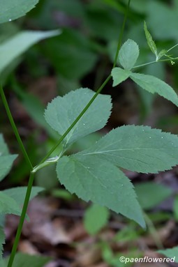 Leaves and flowers