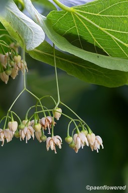 Flowers and fruit