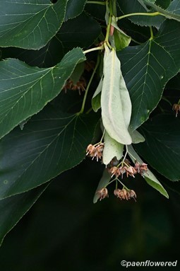Early fruit