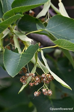 Fruit starting to ripen