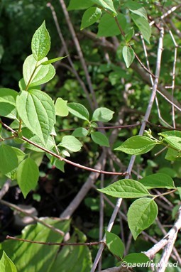 Branch with leaves and flower buds