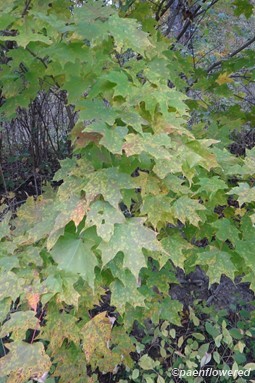 Leaves