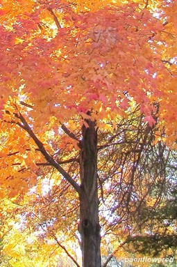 Autumn foliage