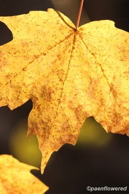 Leaf underside