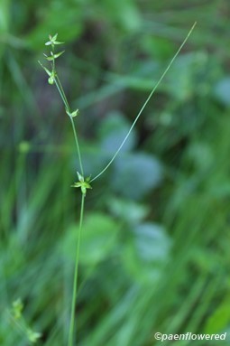 Culm with spikelets
