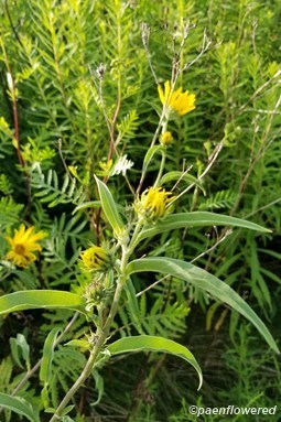 Flowers and leaves