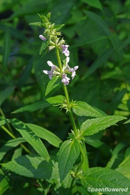 Plant in flower