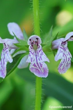 Axillary Flowers
