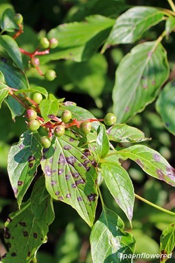 Branch with unripened fruit