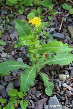 Spiny sowthistle