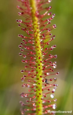 Threadleaf Sundew Range Thread-Leaved Sundew - Flora of Pennsylvania