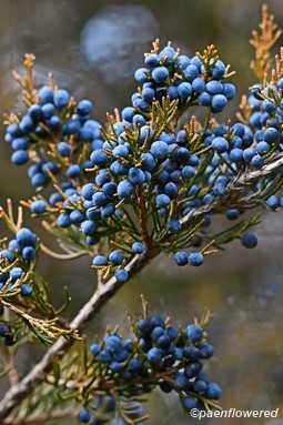 Winter fruit