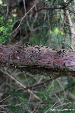 Branch with mature bark