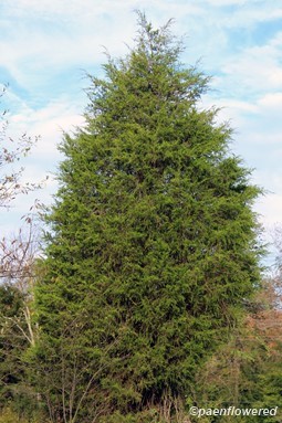 Virginia juniper