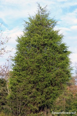 Juniperus