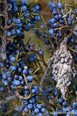Winter fruit and bagworm