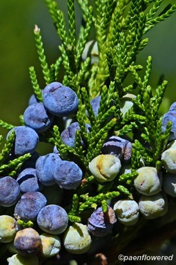 Ripe and unripe fruit
