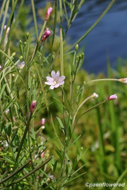 Plants in flower