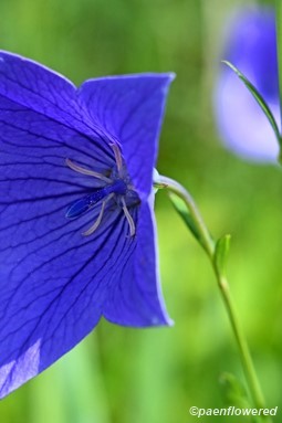 Flower & bud