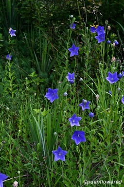 Plants in flower