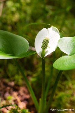 Plant in flower