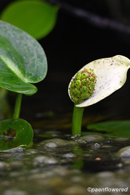 Plant in fruit