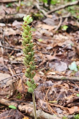 Plant in early fruit