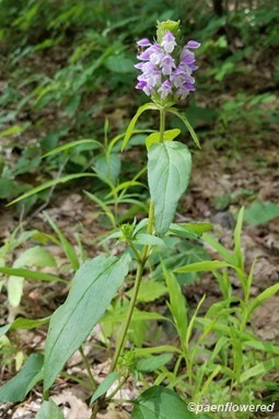 Plant form