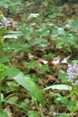 Flowers and leaves