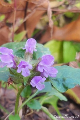 Flowerhead & leaves