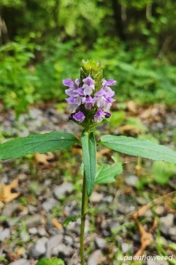 Plant in flower