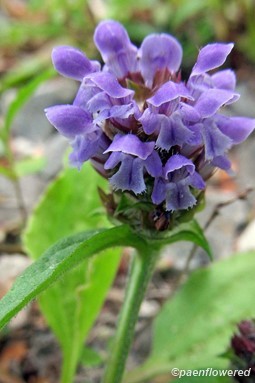 Flower head