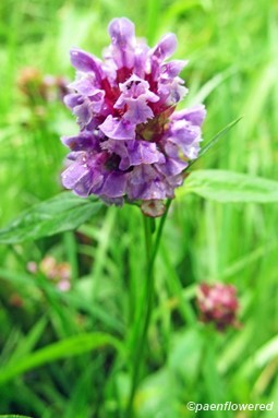 Inflorescence