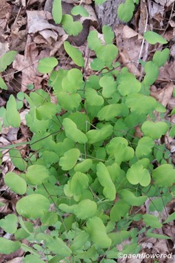 Plant leaves