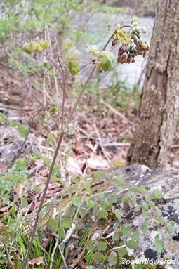Starting to flower by the creek