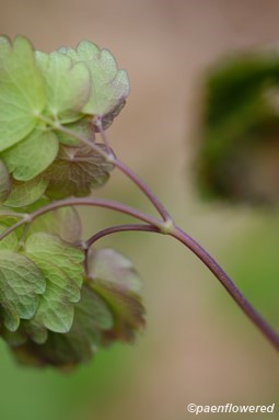 Leaves
